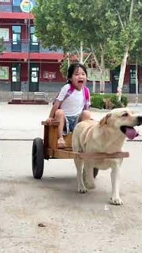 # Dog picks up the master's child after school # Dog pulls a cart