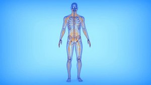 human nervous system and blood vessels 3d animation