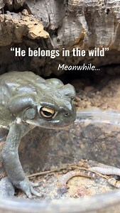80K views · 1.2K reactions | Edgar Allan Toad struggles enough as it...