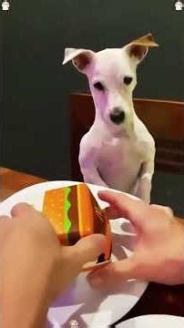 I broke my Dog (Prank Edition)#funnyshorts #shortsfeed #viralshorts