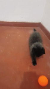 Kohomada ape kalu kumari like shear follower la support ekak demu da | Liyo family | Facebook