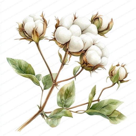 24 Cotton Branch Clipart | Rustic Floral Illustration Bundle | Printable Watercolor Clipart | High Quality Jpgs | Paper Craft | Junk Journal - Etsy