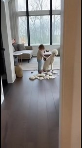 158K views · 412 reactions | Grooming Giocoso con Barboncino Bambino pettina un barboncino calmo. Generated using Kling AI . . . (Solo a scopo di intrattenimento. Consultare i professionisti se vengono presentate indicazioni sulle attività. Non è implicita l'affiliazione a un marchio, se ne vengono mostrati. Se ispirati a eventi reali, possono essere inclusi adattamenti creativi. I contenuti possono includere filmati pubblici.) | La vita è bella | Facebook