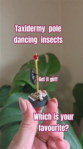Which is your favourite pole dancing insect? #somethingweird