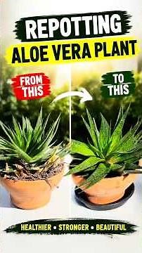 🌿 Aloe Vera Repotting: From Struggling to Thriving! #aloevera #plants