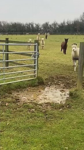 Alpacas Adorably Jump Over Puddle! 🤣🦙🌧