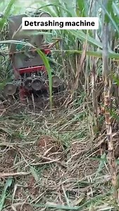 Sugarcane Detrashing machine Follow us for more such videos (ऐसे और अधिक वीडियो के लिए हमें फॉलो करें) | Lovedeep Singh