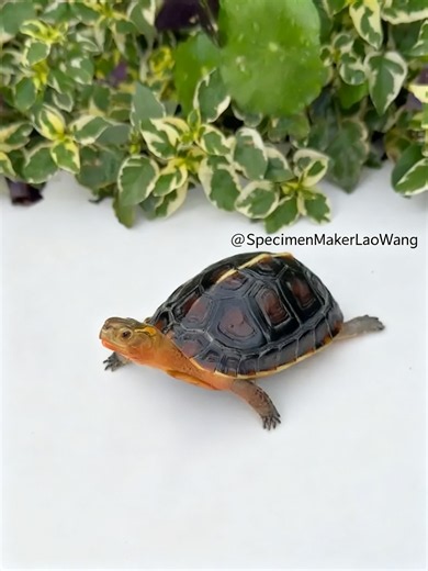 I never even got to fall in love… and now I’m already a shell on a shelf. 😭💔 Watch me turn my tiny turtle bestie into a forever keepsake—step-by-step, from preserving the shell to posing those perfect little claws. It’s bittersweet, but it’s also a beautiful way to honor a pet who lived life at 0.2 mph. 🐢✨ #Turtle #PetMemorial #TurtleTok #ReptileCare #Taxidermy