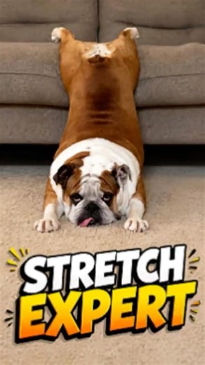 When Your Dog is More Flexible Than You 😂 #pawventure #shorts
