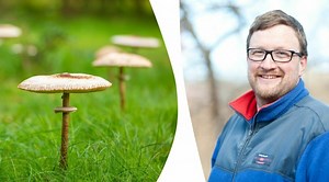 Misstaget du inte ska göra med svamp i gräsmattan