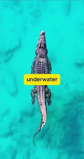 Crocodile Life in Water & Land | saltwater crocodiles.