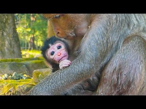 Congrats monkey Sami gave birth successfully and she got newborn baby boy