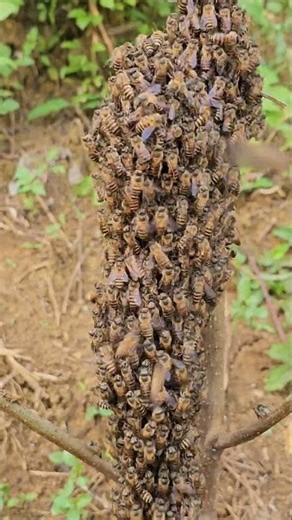 Honey Bees Feeding Together🐝🐝🐝🌼