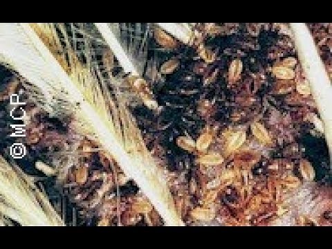 Corucos , gorupo o ácaro rojo en el gallinero