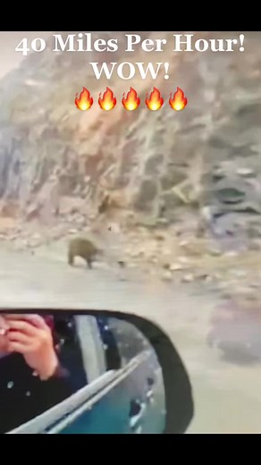 K9’s 4 Life on TikTok