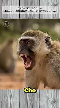The Whole Troop of Monkeys Flees, Only One Doesn't Hear the Warning