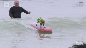 Surf's up! Watch canines catch waves in the World Dog Surfing Championships in California | CNN
