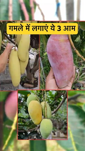 3 Fantastic Mango Varieties for Pots…#mango #mangovarieties #mangofarming #mango #gardeningindia