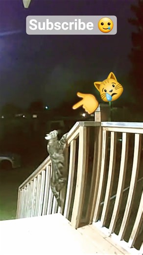 Cat Meowing for Help! 😿 #cats #catvideos #animallovers