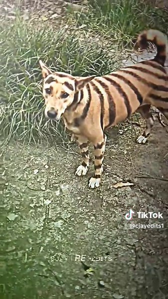 Zedog: The Hilarious Dog Meme You Can't Miss!