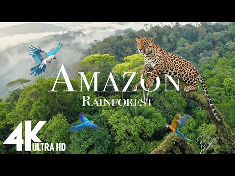 Amazon Rainforest 4K UHD | The World’s Largest Tropical Jungle + Calming Music Relaxation Film #1