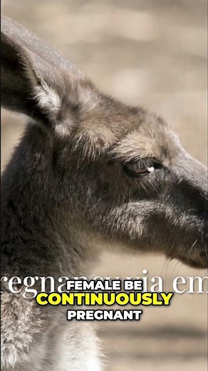 Kangaroo Reproduction: The Astonishing Marsupial Blueprint! #shorts