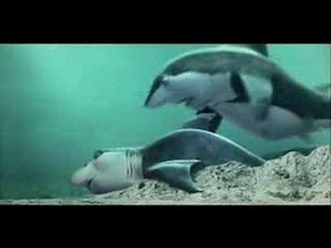 Shark Tale Movie Trailer