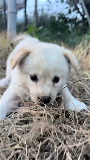 The hidden bone is missing, and the puppy is jumping around in anger. #babyanimals #minipuppy