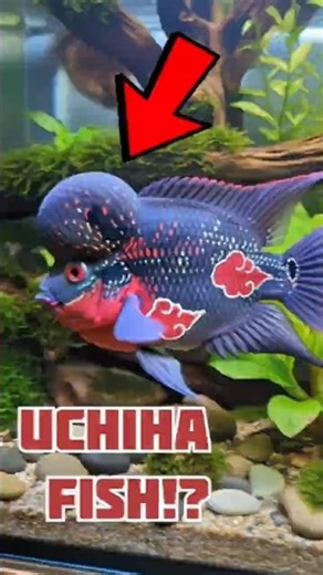 Top 3 Rarest Fish in the World
