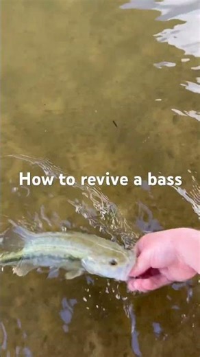 How to revive a bass