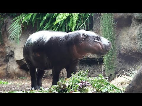 Hippo's Environmental Enrichment