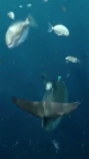 Dolphin with GoPro explores the Bermuda Triangle and finds a missing plane