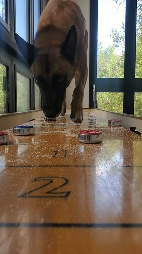 Omar von Muller on Instagram: "First time shuffleboarding! 4 dog training: Www.trainingwithomar.com"