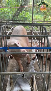 Did you know? Pigs scratch frequently because they have naturally dry skin, which can be itchy 🧐🐷 #didyouknow #farmlife #piggery #pigfarming #babuyan #inahin #baboy #EliteXP #PilmicoFeeds #PICPhilippines #Camborough48 #viral #happy #reels #farmbloom | Farm Bloom