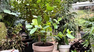 Descubre la Clusia rosea, una planta muy resistente y decorativa