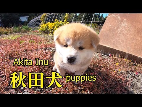 なんだこのかわいい生き物は！赤ちゃん秋田犬がお外に興奮して大冒険