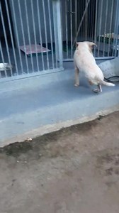 1.2M views · 34K reactions | Look at Little Percy! Such a different dog from the lethargic, unresponsive half dead soul we rescued 6 weeks ago. This is why we do this! To give them the chance to know love, care and fun | Dumaguete Animal Sanctuary | Facebook