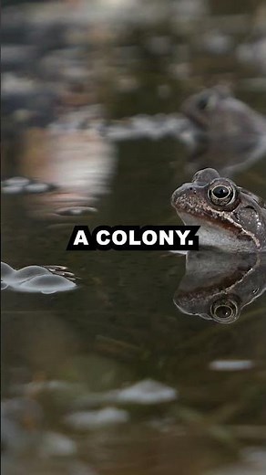 Why a Group of Frogs Is Called an Army