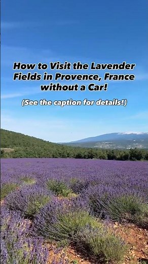 How to visit the Lavender Fields in Provence, France without a car!