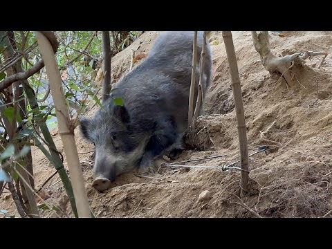 【狩猟】北海道蝦夷鹿旅行&くくり罠で猪捕獲して甲斐犬と山歩き Wild boar hunting