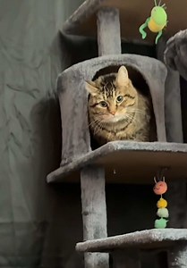 Miss Roo's Shelter Story: Day 2 Update