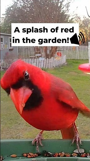 Nature’s Red Alert! 🚨 Stunning Male Cardinal at the Feeder (Sound up! 🔊)