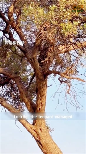 4.6K views · 100 reactions | Why do leopards store food in trees? | I love animals. | Facebook