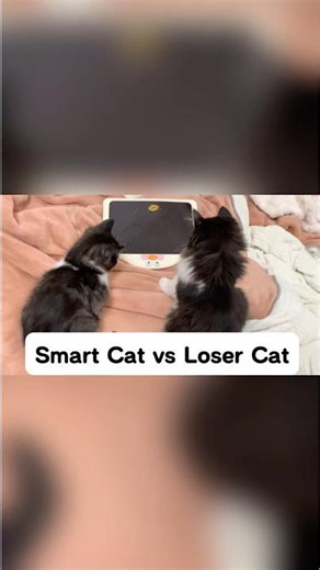 Smart Cat vs Noob Cat Playing iPad