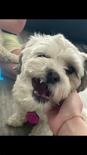 My name is ruby#ruby#dino