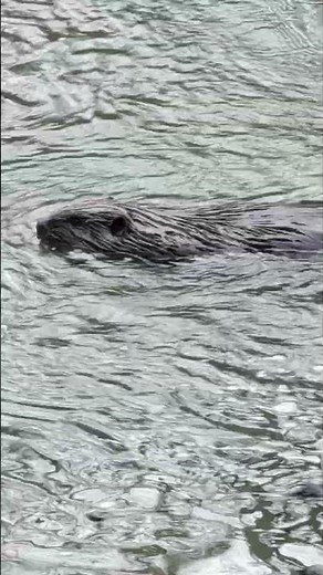 North American Beaver in Mohican State Park, Ohio