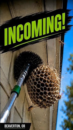 Paper Wasp Removal… INCOMING!