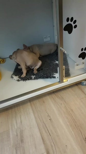 Amanda Tierney (@amandatierney4)’s videos with That’s Just My Baby Doge - Chicky Milky