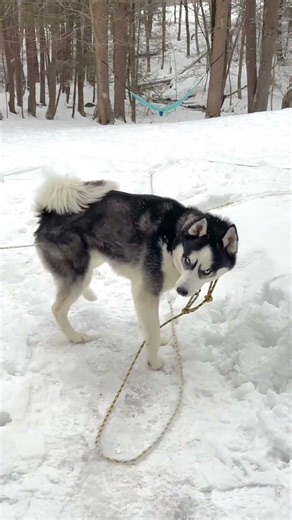 Husky REFUSES To Come Inside During Snowfall #husky #funnyvideos #dog
