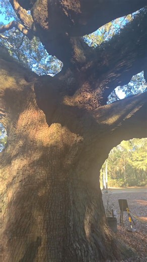 🌳 Angel Oak — A Living Legend of the Lowcountry 🌳 I got to visit the incredible Angel Oak on Johns Island, South Carolina — a true natural wonder! This Southern live oak is believed to be around 400–500 years old, meaning it sprouted centuries before Charleston was founded and has stood tall through countless storms, history, and generations of visitors. Named not for angels in the sky, but for the Angel family who once owned the land (Justus and Martha Angel), this majestic tree now stands in